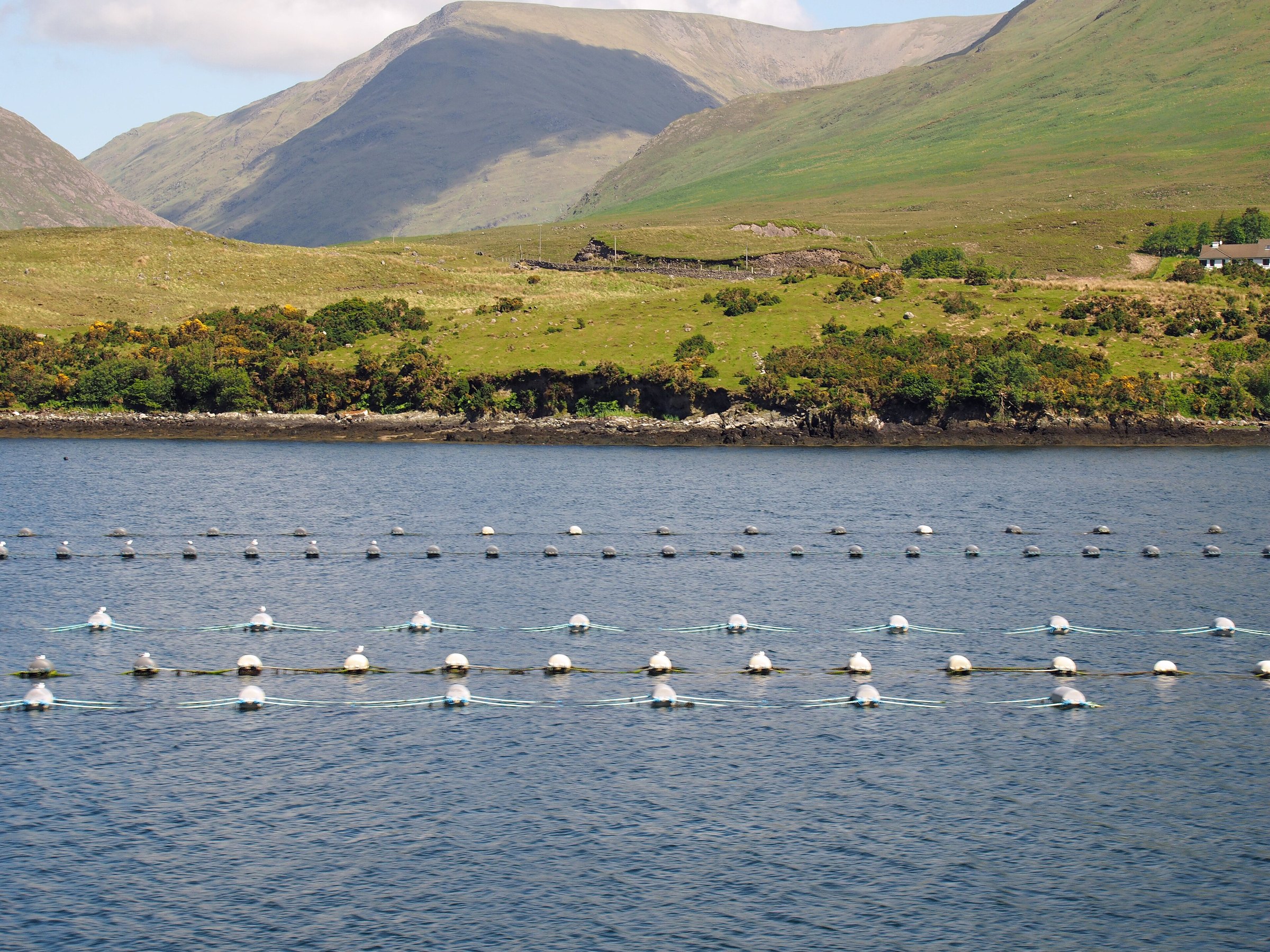 Shellfish cultivation lines in Killary Harbour below Mweelrea