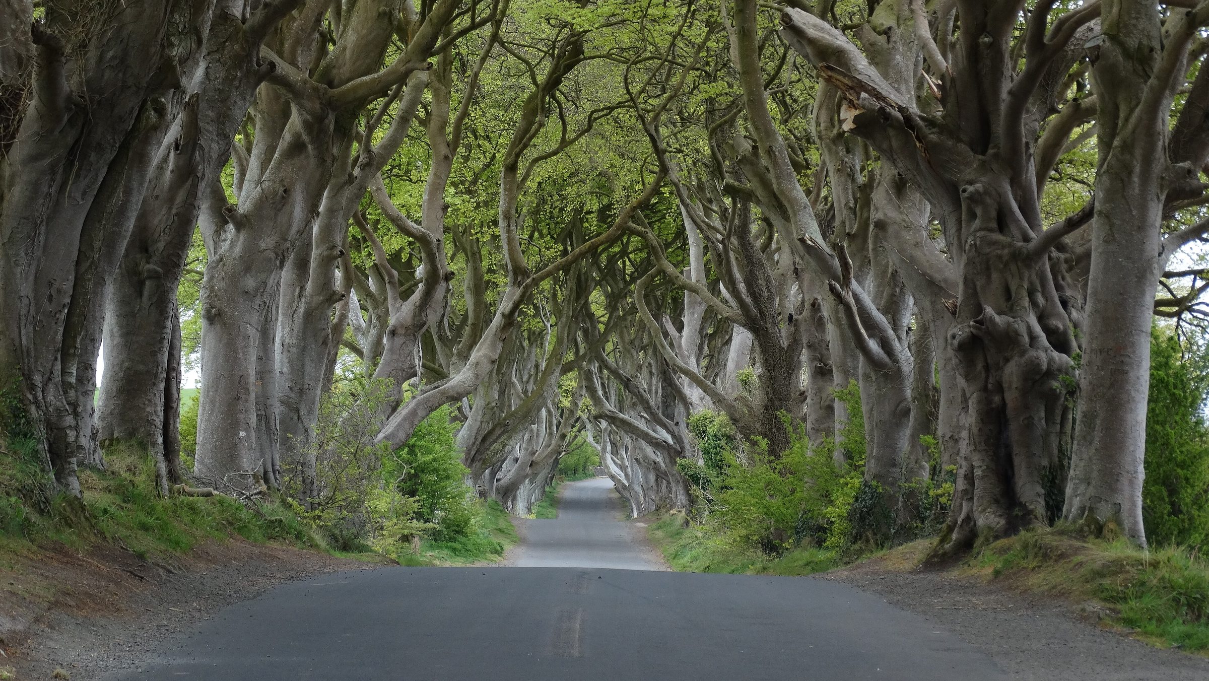 The beech avenue known as the Dark Hedges near Armoy, County Antrim