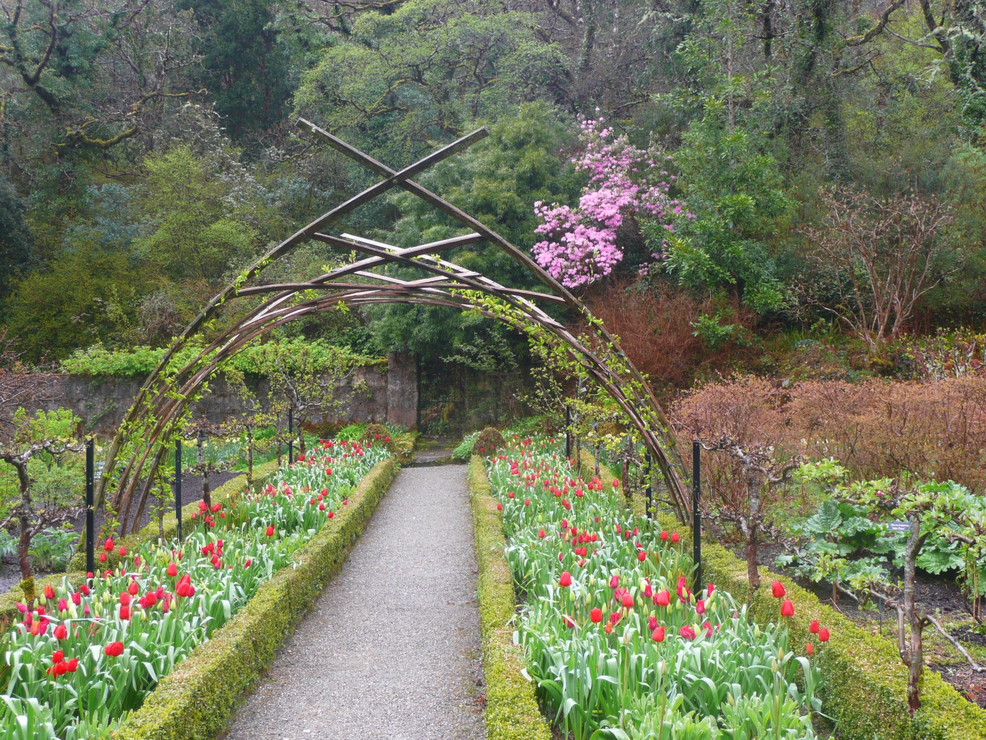 Tulips along a gravel path beneath a rustic arbour in the walled garden at Glenveagh Castle